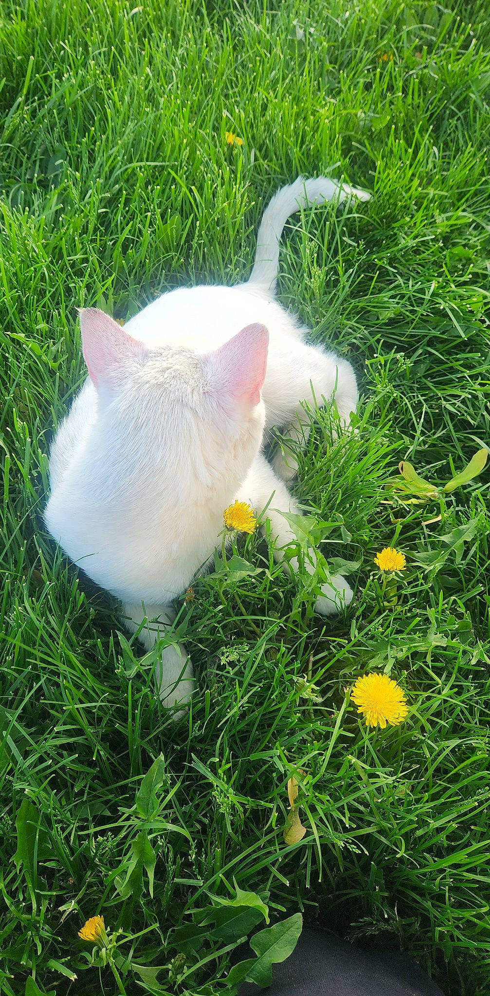 Snowball is registered to the contest to win money with this photo: camomile, fawn, flower, flowering_plant, grass, grass_family, grassland, groundcover, herb, lawn, meadow, natural_landscape, pasture, people_in_nature, petal, plant, sulphur_crested_cockatoo, tail, terrestrial_animal, wildflower