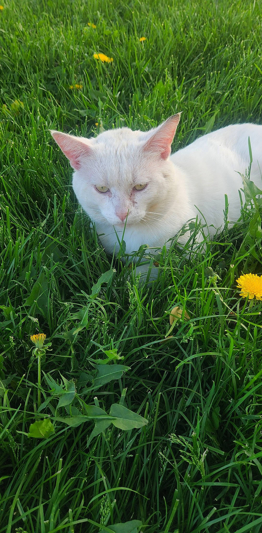 Snowball is registered to the contest to win money with this photo: carnivore, cat, domestic_short_haired_cat, fawn, felidae, flower, grass, grassland, groundcover, lawn, meadow, pasture, plant, shrub, small_to_medium_sized_cats, snout, tail, terrestrial_animal, vegetation, whiskers