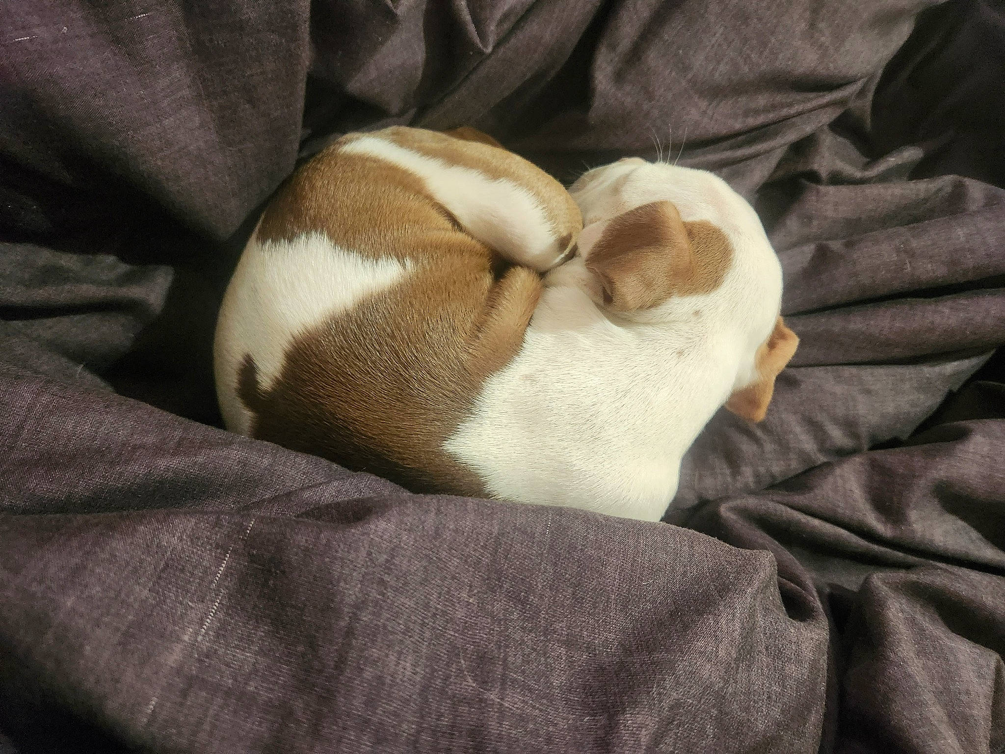 Bentley joined the competition — help win amazing prizes! canidae, carnivore, comfort, companion_dog, dog, dog_breed, ear, fawn, felidae, human_leg, knee, leg, linens, nap, paw, small_to_medium_sized_cats, snout, sporting_group, tail, working_animal