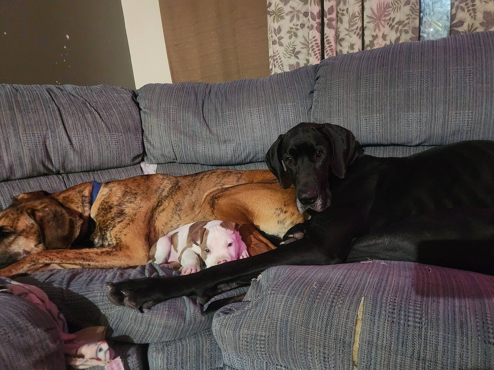 Bentley is registered to the contest to win money with this photo: canidae, carnivore, comfort, companion_dog, couch, dog, dog_breed, dog_supply, fawn, fur, guard_dog, linens, liver, montenegrin_mountain_hound, nap, sporting_group, studio_couch, terrestrial_animal, working_animal