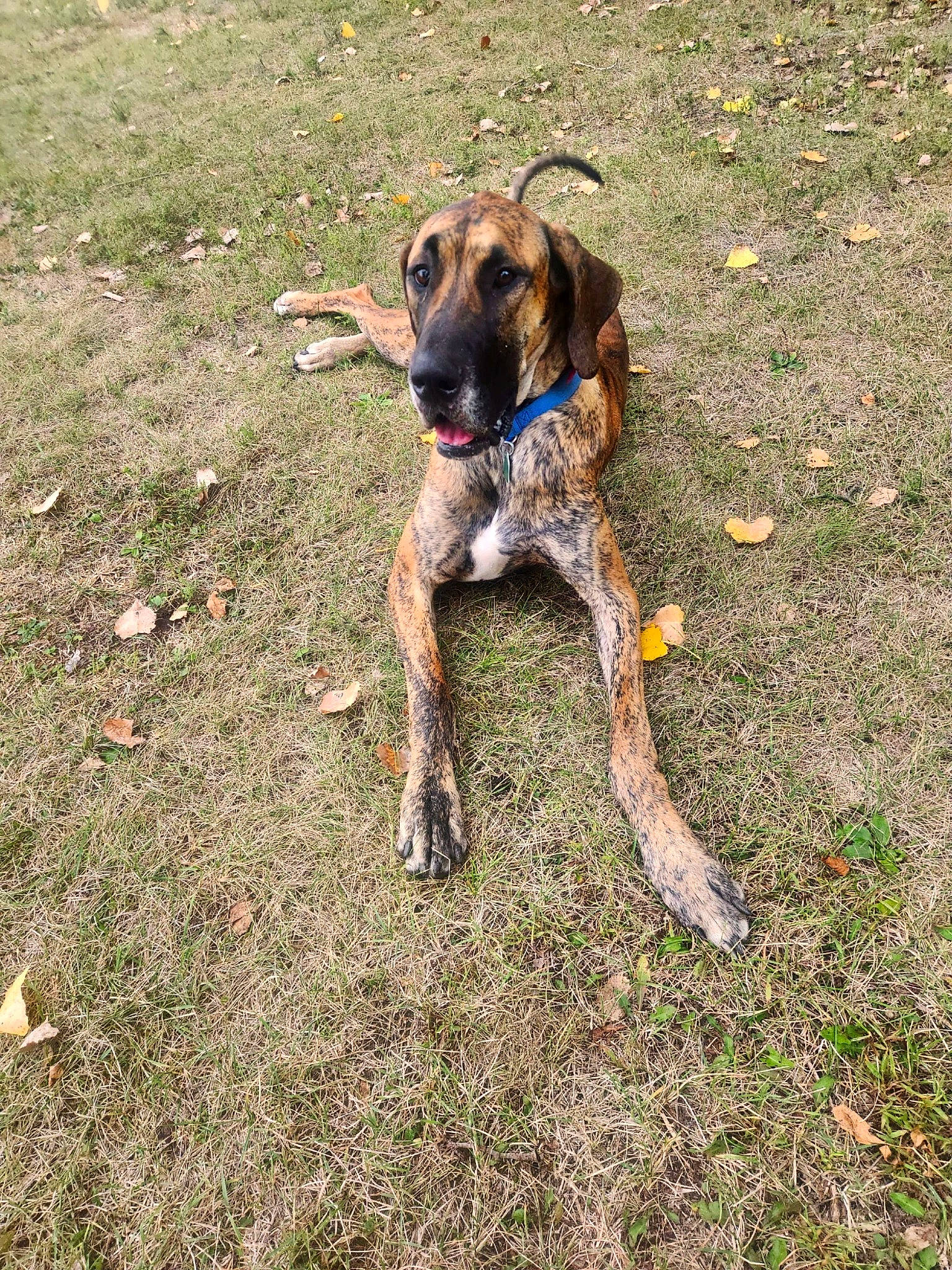 Chevelle is registered to the contest to win money with this photo: canidae, carnivore, collar, dog, dog_breed, dog_collar, dog_supply, fawn, grass, guard_dog, hound, hunting_dog, liver, snout, soil, sporting_group, tail, terrestrial_animal, working_animal, working_dog