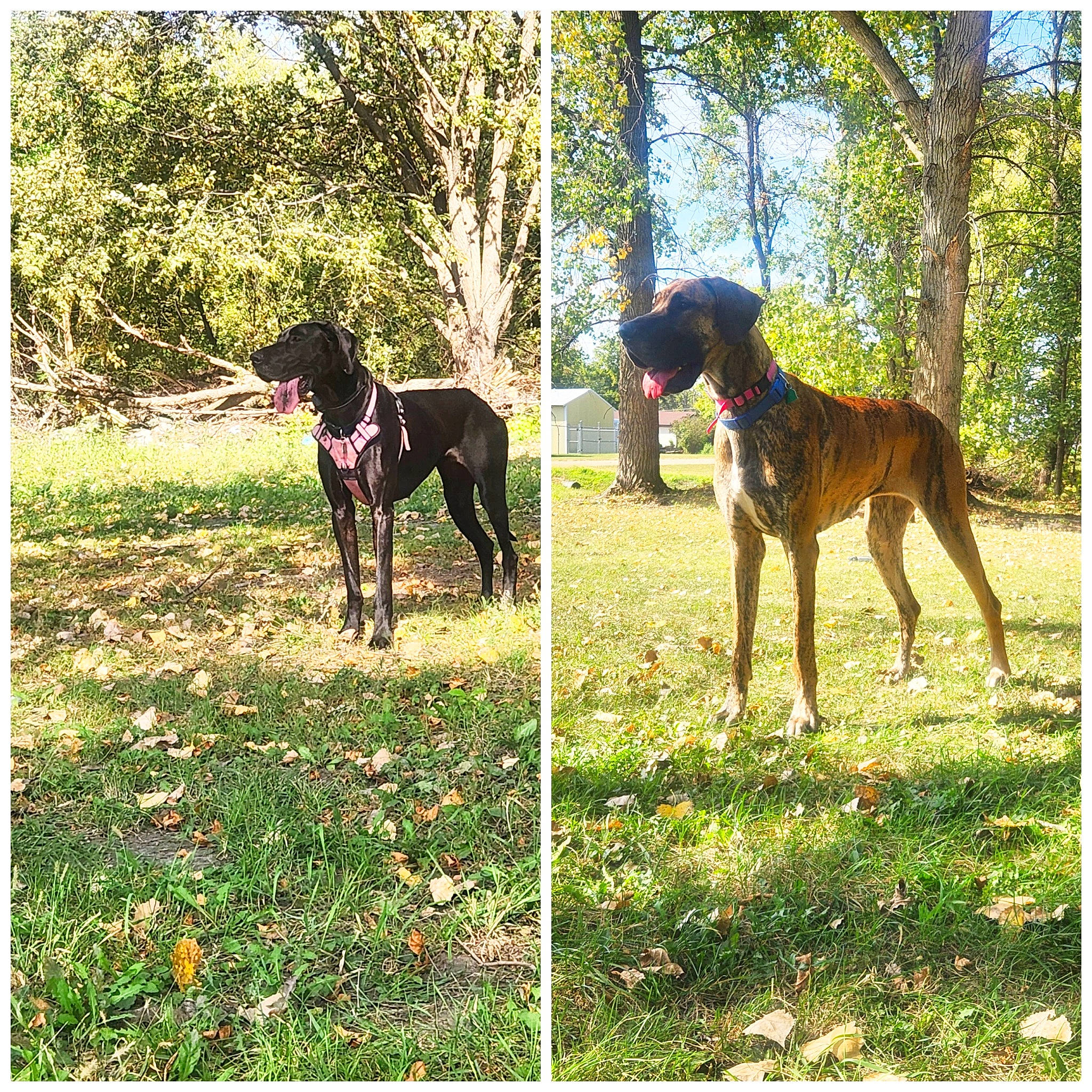 Chevelle joined the competition — help win amazing prizes! art, carnivore, companion_dog, dobermann, dog, dog_breed, dog_supply, fawn, grass, grassland, guard_dog, liver, people_in_nature, plant, rectangle, sporting_group, terrestrial_animal, tree, working_animal, working_dog