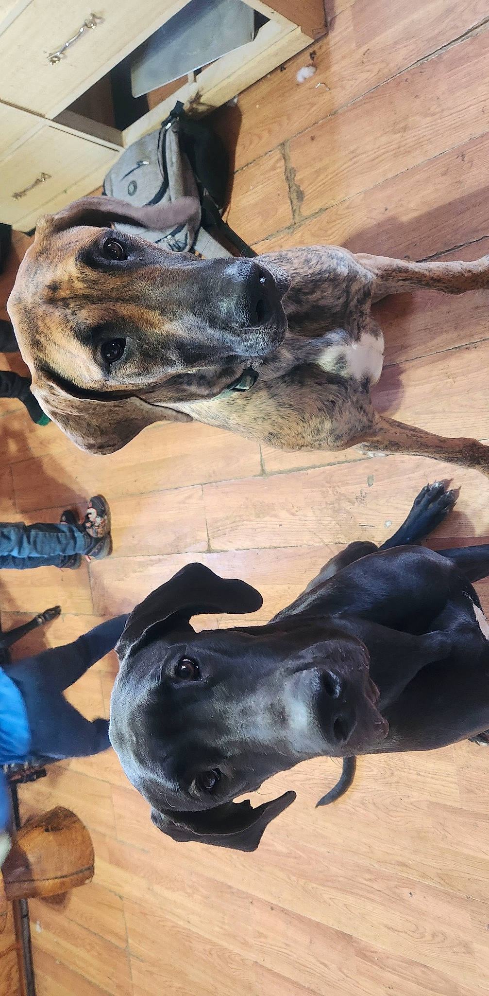 Mercedes joined the competition — help win amazing prizes! canidae, carnivore, collar, companion_dog, dog, dog_breed, dog_collar, fawn, fur, guard_dog, hunting_dog, mammal, non_sporting_group, snout, sporting_group, terrestrial_animal, vertebrate, working_animal, working_dog