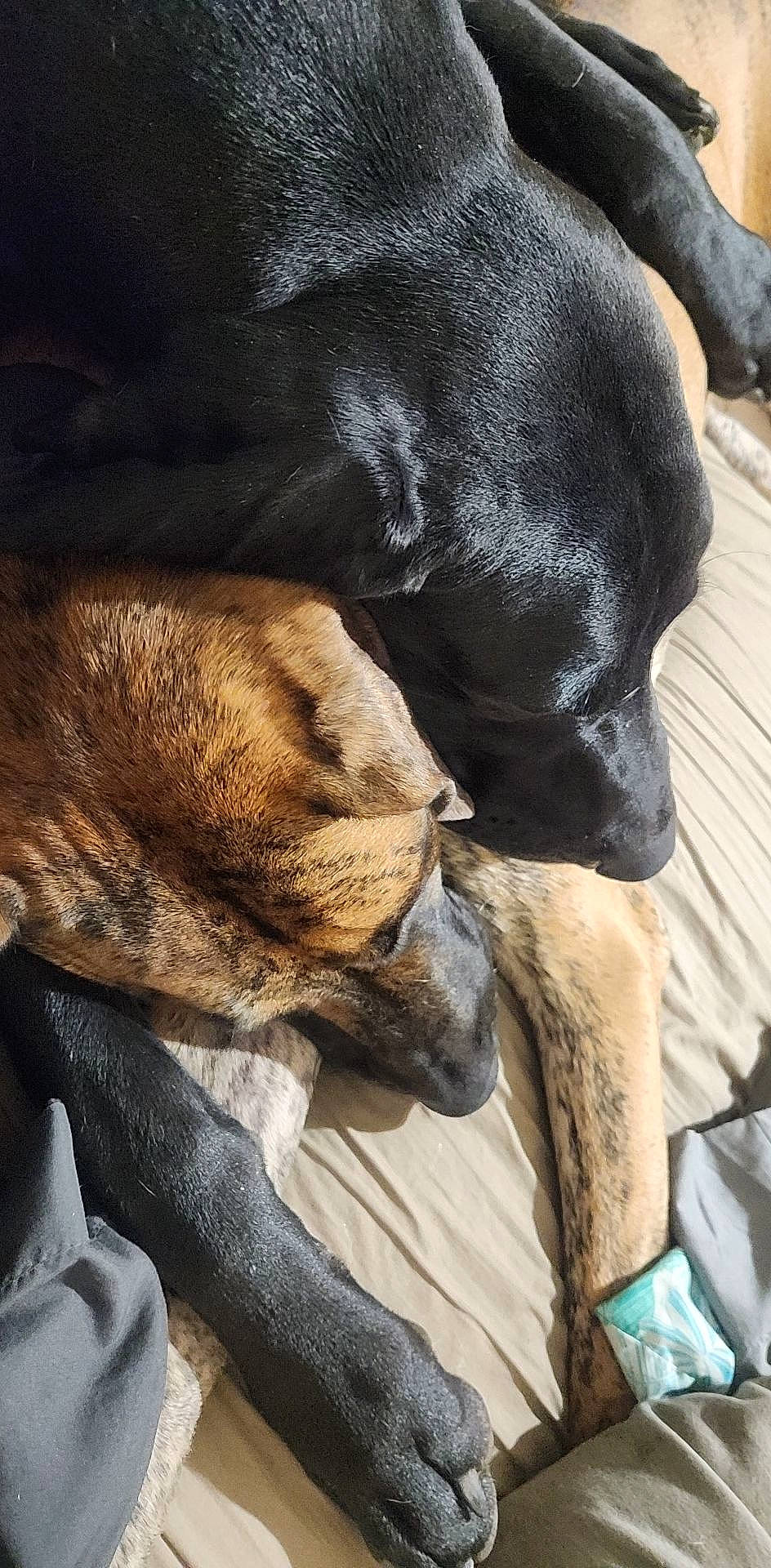 Mercedes is registered to the contest to win money with this photo: canidae, carnivore, collar, comfort, companion_dog, dog, dog_breed, dog_collar, fawn, fur, guard_dog, liver, nap, sleep, snout, sporting_group, terrestrial_animal, vertebrate, whiskers, working_animal