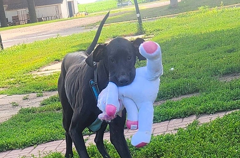 Mercedes is registered to the contest to win money with this photo: building, canidae, carnivore, collar, companion_dog, dog, dog_breed, dog_collar, dog_supply, fashion_accessory, fawn, grass, guard_dog, leash, plant, sporting_group, tail, window, working_animal, working_dog