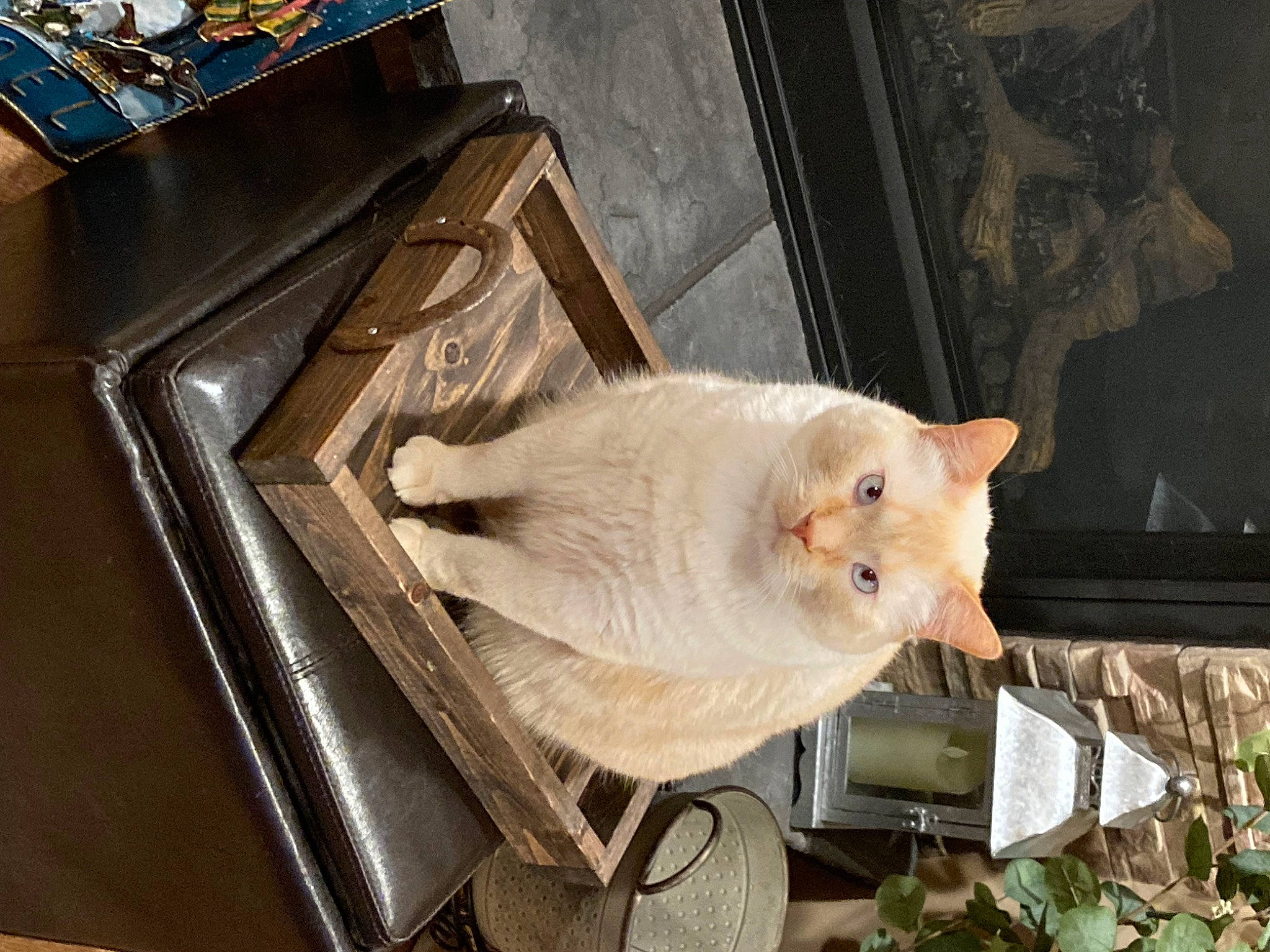 Simba joined the competition — help win amazing prizes! box, carnivore, cat, domestic_short_haired_cat, fawn, felidae, fur, plant, small_to_medium_sized_cats, snout, tail, whiskers, wood