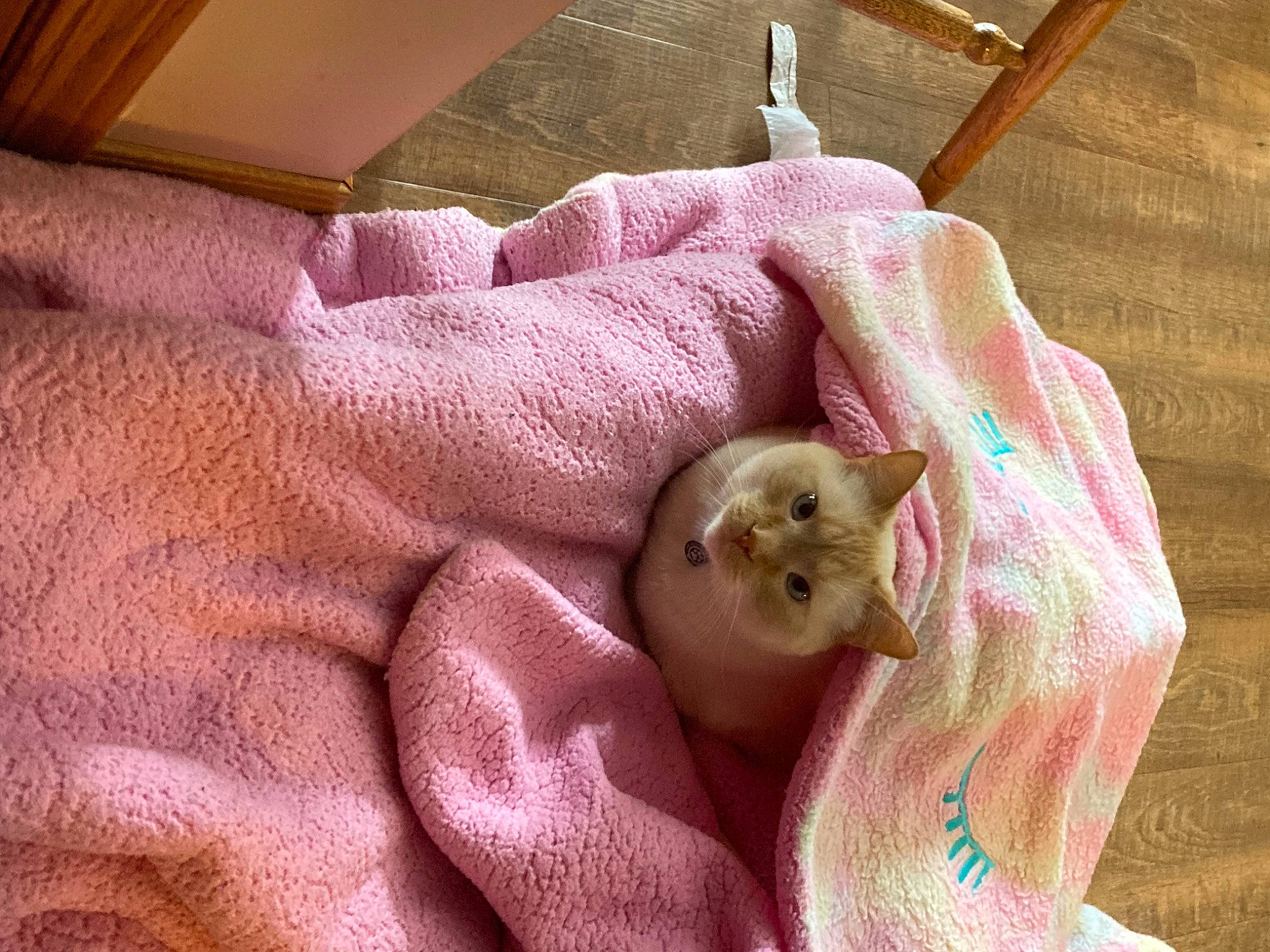 Simba joined the competition — help win amazing prizes! carnivore, cat, claw, comfort, domestic_short_haired_cat, fawn, felidae, fur, linens, nail, paw, small_to_medium_sized_cats, whiskers, wrinkle