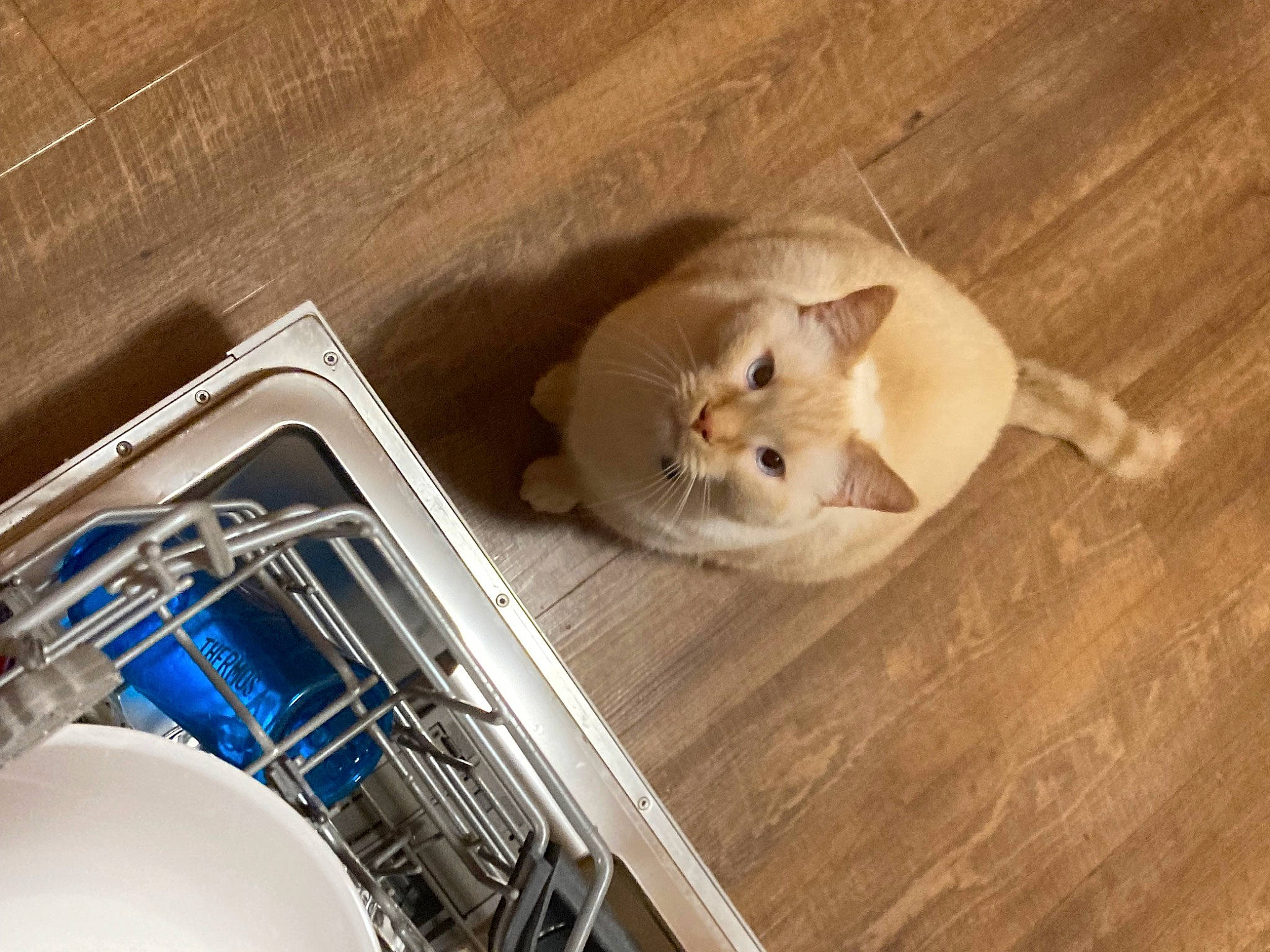 Simba joined the competition — help win amazing prizes! automotive_lighting, carnivore, cat, domestic_short_haired_cat, electrical_wiring, fawn, felidae, flooring, gas, hardwood, pet_supply, plywood, room, small_to_medium_sized_cats, tail, vertebrate, whiskers, wire, wood, wood_flooring