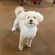 Annie joined the competition — help win amazing prizes! animal, basket, blankets, carpet, companion, curious, cute, dog, domestic, floor, fluffy, friendly, fur, home, indoor, looking_up, pet, small_dog, tail, white_dog