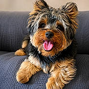 Achilles joined the competition — help win amazing prizes! animal, canine, couch, cute, dog, domestic_animal, ears, face, fluffy, friendly, fur, happy, indoor, pet, puppy, relaxed, sitting, snout, tongue_out, whiskers