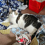 Frosty is registered to the contest to win money with this photo: cat, animal, pet, white, tabby, striped, carpet, wrapping_paper, torn_paper, holiday, red_bag, indoor, relaxed, curious, green_eyes, feline, messy, floor, gift, playful