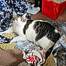 cat, animal, pet, white, tabby, striped, carpet, wrapping_paper, torn_paper, holiday, red_bag, indoor, relaxed, curious, green_eyes, feline, messy, floor, gift, playful