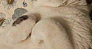 Frosty joined the competition — help win amazing prizes! cat, sleeping, white_fur, gray_fur, pet, fluffy, cozy, blanket, floral_pattern, animal, relaxed, cute, domestic_cat, whiskers, paw, indoor, fur, close_up, resting, peaceful