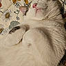 cat, sleeping, white_fur, gray_fur, pet, fluffy, cozy, blanket, floral_pattern, animal, relaxed, cute, domestic_cat, whiskers, paw, indoor, fur, close_up, resting, peaceful