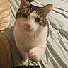 Frosty is registered to the contest to win money with this photo: cat, pet, indoor, bed, sheet, pillow, curious, paw, white, tabby, animal, feline, cute, looking_up, tattoo, human_leg, pattern, soft_lighting, cozy, domestic