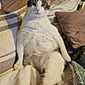 Frosty joined the competition — help win amazing prizes! cat, indoor, bed, pillow, blanket, relaxed, lounging, feline, cute, white_cat, striped_cat, cozy, resting, pet, domestic_animal, fur, whiskers, ears, tail, living_room