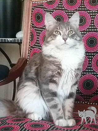 Wilson a rejoint le concours — aidez-le/la à gagner de superbes lots ! american_curl, american_wirehair, asian, british_longhair, british_semi_longhair, carnivore, cat, cymric, domestic_short_haired_cat, european_shorthair, felidae, kitten, maine_coon, mammal, norwegian_forest_cat, ragamuffin, siberian, small_to_medium_sized_cats, vertebrate, whiskers