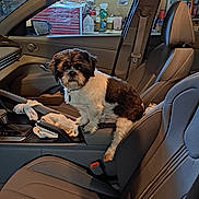 Panda joined the competition — help win amazing prizes! animal, black_and_white, bottle, car_interior, center_console, console, curious, dog, domestic_pet, garage, indoor, leather_seat, looking, modern_car, pet, seat, seatbelt, small_dog, toolbox, window