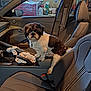 animal, black_and_white, bottle, car_interior, center_console, console, curious, dog, domestic_pet, garage, indoor, leather_seat, looking, modern_car, pet, seat, seatbelt, small_dog, toolbox, window