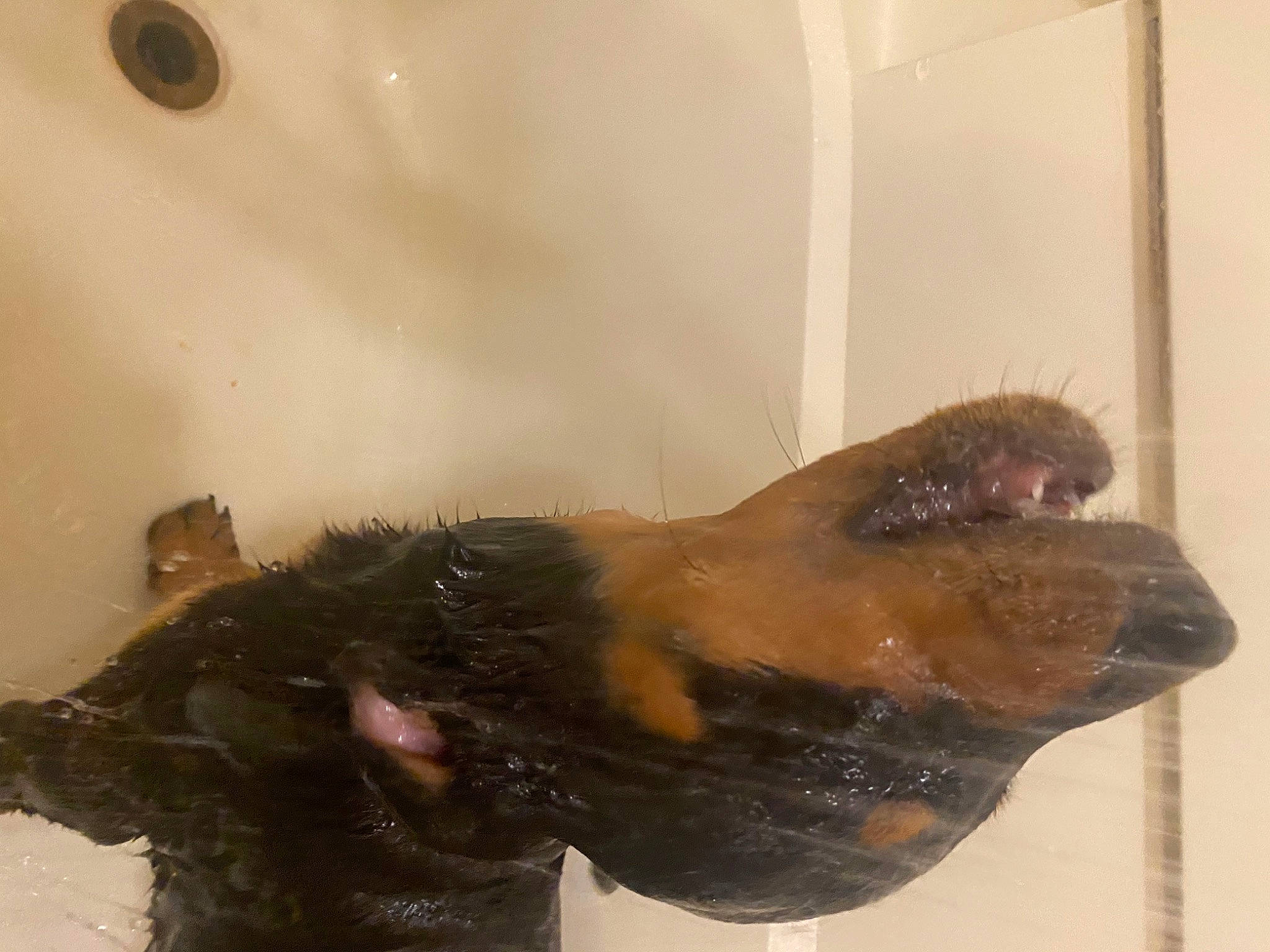 Levi joined the competition — help win amazing prizes! carnivore, claw, companion_dog, dog, felidae, fur, german_shepherd_dog, guard_dog, liver, paw, puppy, small_to_medium_sized_cats, tail, whiskers, window, wing, working_animal