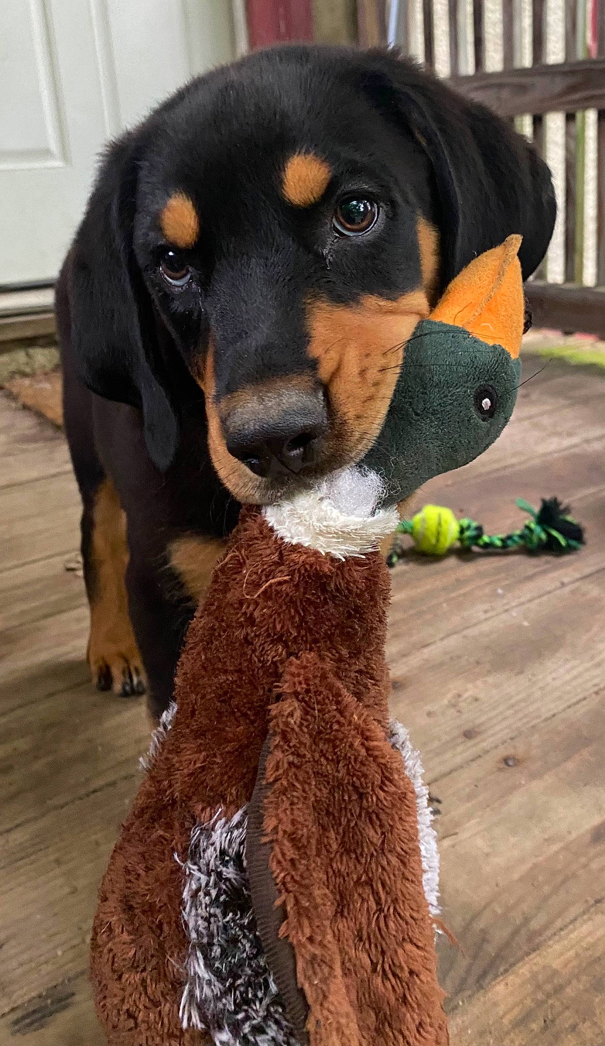 Levi is registered to the contest to win money with this photo: canidae, carnivore, companion_dog, dog, dog_breed, dog_supply, fawn, fur, hat, natural_material, sleeve, snout, sporting_group, tail, terrestrial_animal, toy, window, wool, working_animal, working_dog