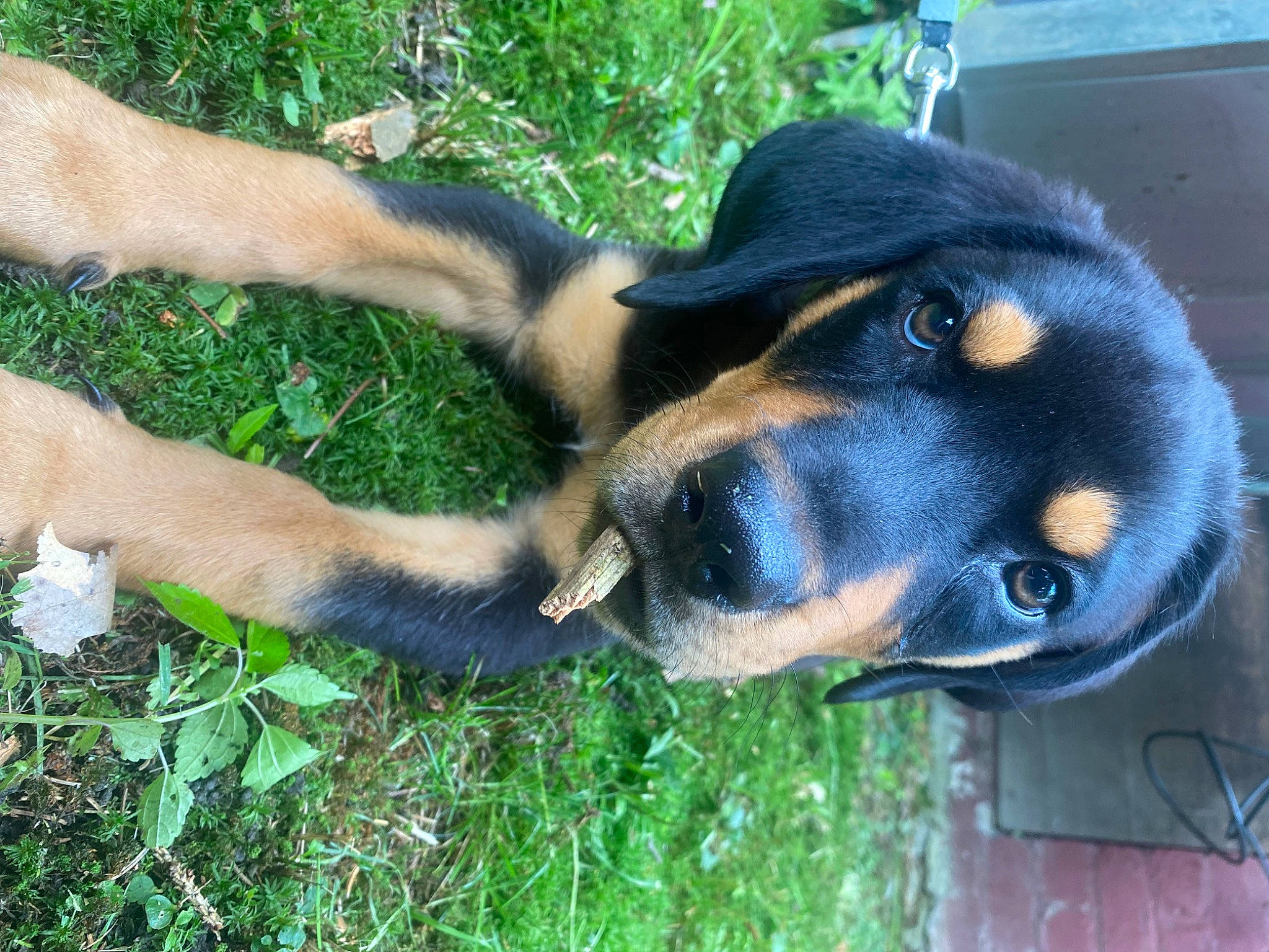 Levi is registered to the contest to win money with this photo: canidae, carnivore, collar, companion_dog, dog, dog_breed, dog_collar, fawn, fur, grass, guard_dog, paw, plant, snout, sporting_group, terrestrial_animal, tree, whiskers, working_animal, working_dog