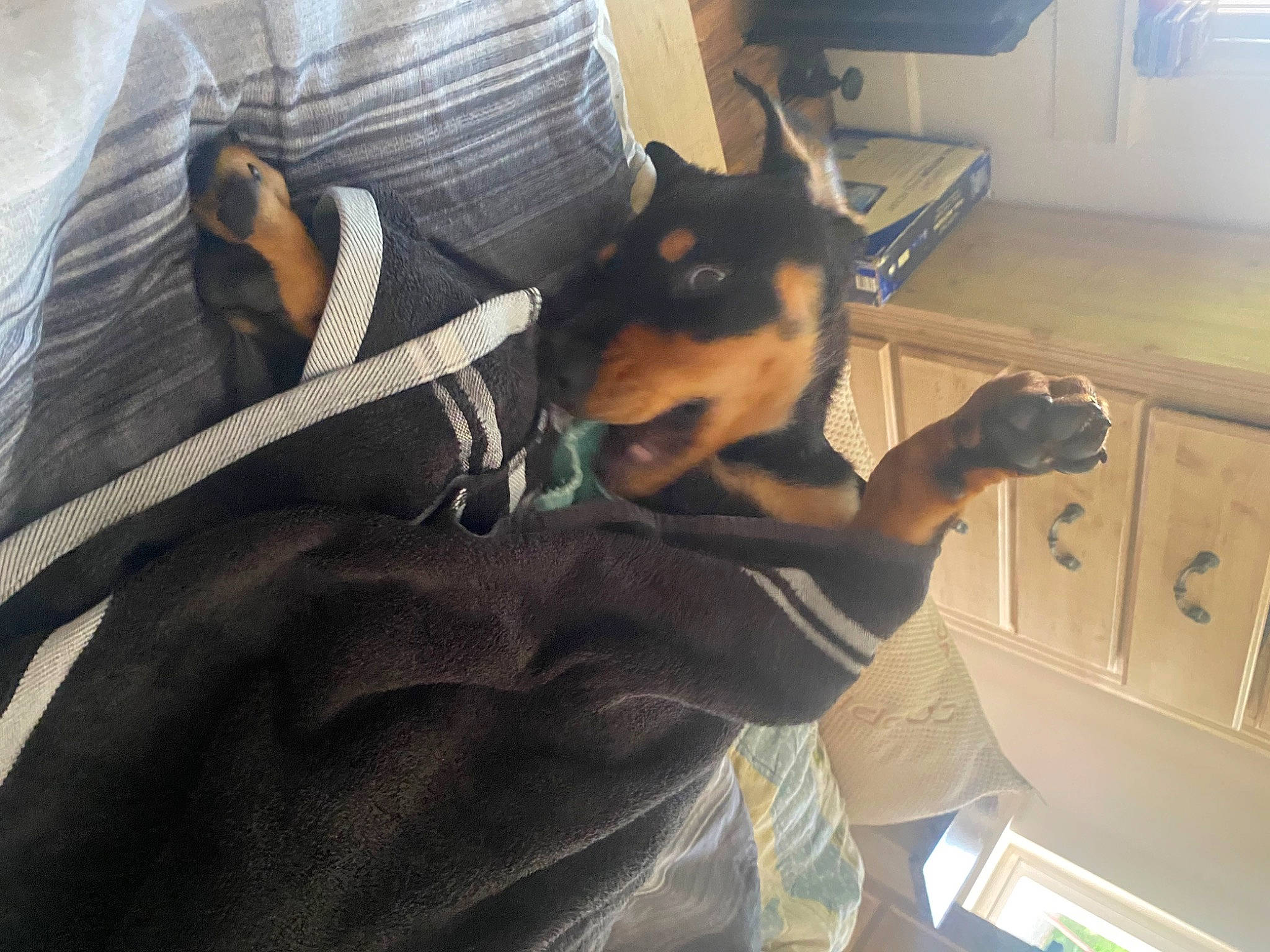 Levi joined the competition — help win amazing prizes! cabinetry, canidae, carnivore, comfort, companion_dog, cupboard, dog, dog_breed, ear, elbow, fawn, fur, linens, room, sitting, snout, sporting_group, toy_dog, whiskers, working_animal