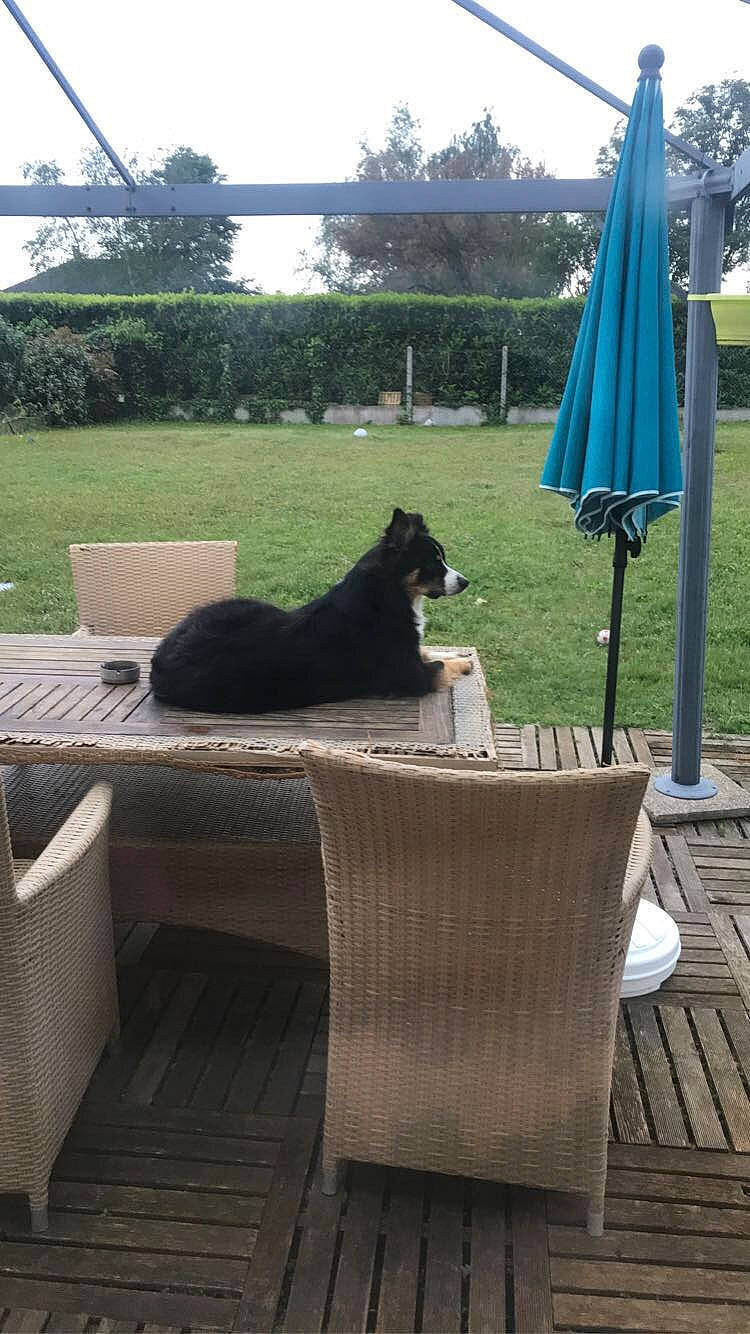 Pussy participe au concours pour gagner de l'argent avec cette photo : canidae, carnivore, dog, furniture, schipperke, table, wicker