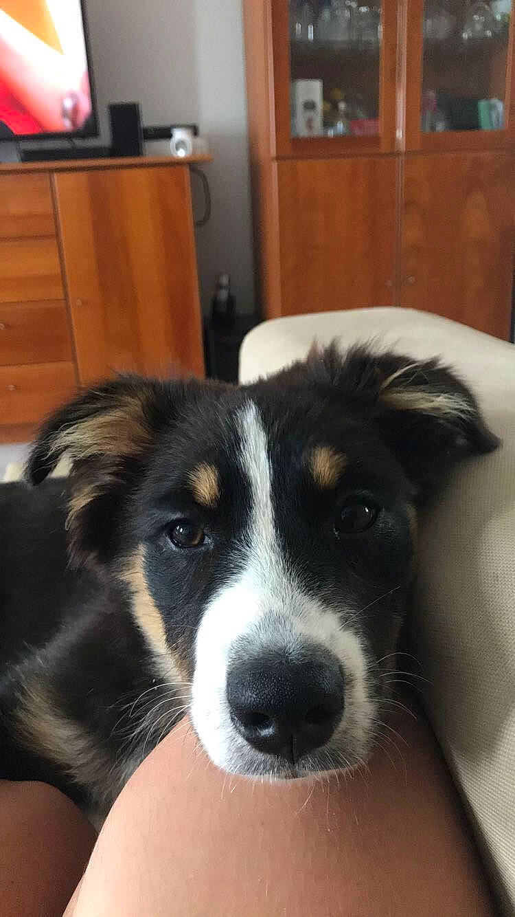 Pussy participe au concours pour gagner de l'argent avec cette photo : australian_collie, australian_shepherd, border_collie, canidae, carnivore, companion_dog, dog, dog_breed, english_shepherd, herding_dog, huntaway, mammal, mcnab, nose, rare_breed_dog, smooth_collie, snout, vertebrate, welsh_sheepdog, whiskers