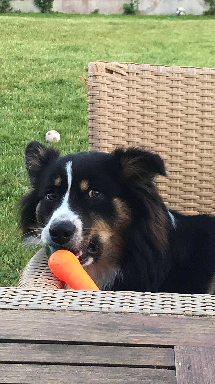 Pussy participe au concours pour gagner de l'argent avec cette photo : australian_collie, australian_shepherd, border_collie, canidae, carnivore, companion_dog, dog, dog_breed, english_shepherd, herding_dog, mammal, vertebrate, welsh_sheepdog, working_dog