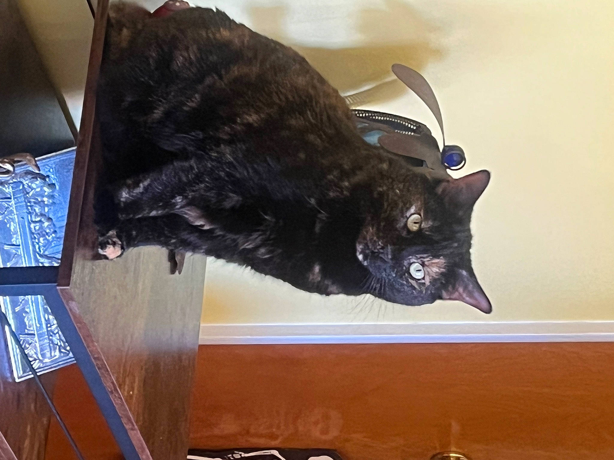 Malibu joined the competition — help win amazing prizes! black_cat, bombay, carnivore, cat, claw, domestic_short_haired_cat, felidae, fur, room, sculpture, small_to_medium_sized_cats, snout, tail, terrestrial_animal, whiskers, wood