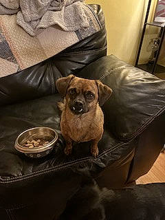 Joe joined the competition — help win amazing prizes! canidae, carnivore, chair, comfort, companion_dog, couch, dog, dog_breed, dog_supply, fawn, fur, hardwood, linens, pet_supply, picture_frame, snout, sporting_group, toy_dog, wood, working_animal