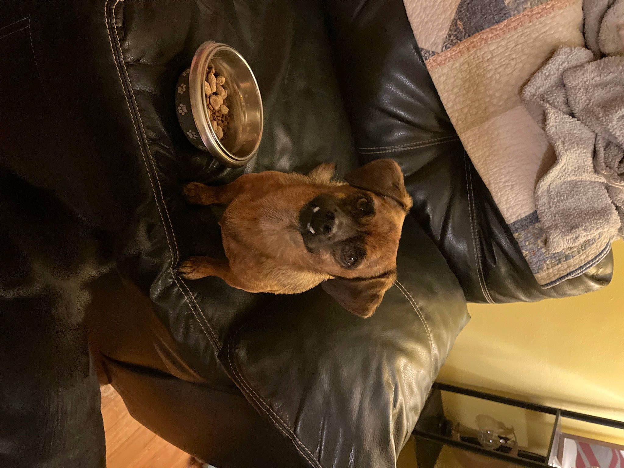 Joe joined the competition — help win amazing prizes! bag, brown, carnivore, comfort, companion_dog, couch, dog, dog_breed, fur, leather, leather_jacket, linens, mammal, sleeve, snout, sporting_group, toy_dog, whiskers, wood, working_animal