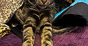 Vlad-A-moose joined the competition — help win amazing prizes! cat, tabby, stretching, paws, claws, leopard_print, blanket, purple_surface, indoor, feline, fur, relaxed, cozy, animal, pet, whiskers, ears, face, claws_out, resting