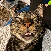 Vlad-A-moose is registered to the contest to win money with this photo: cat, tabby, close_up, pet, animal, whiskers, teeth, nose, ears, fur, sleepy, cozy, blanket, indoor, portrait, cute, relaxed, feline, mouth_open, face