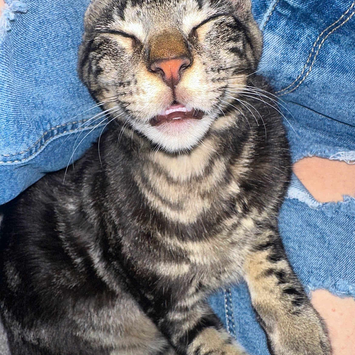 Vlad-A-moose is registered to the contest to win money with this photo: cat, tabby, pet, animal, feline, close_up, whiskers, striped_fur, mouth_open, eyes_closed, ripped_jeans, denim, human_leg, cute, snuggling, indoor, fur, paw, relaxed, content
