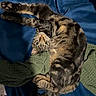 Vlad-A-moose is registered to the contest to win money with this photo: cat, tabby, stretching, upside_down, blue_blanket, green_knitted_throw, pet, feline, whiskers, paws, domestic_animal, fur, indoor, relaxed, curious, cozy, bed, animal, cute, playful