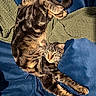 Vlad-A-moose is registered to the contest to win money with this photo: cat, tabby, sleeping, stretched_out, blue_couch, blanket, knitted_blanket, fur, whiskers, relaxed, indoor, pet, cozy, comfortable, resting, animal, feline, soft_texture, home, nap