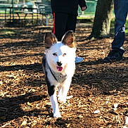 Foxy Lady joined the competition — help win amazing prizes! dog, park, sunlight, mulch, ears, happy, walking, people, legs, shoes, bench, tree, outdoor, daytime, nature, grass, shadow, canine, pet, playful