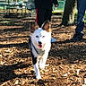 dog, park, sunlight, mulch, ears, happy, walking, people, legs, shoes, bench, tree, outdoor, daytime, nature, grass, shadow, canine, pet, playful