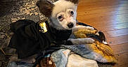 Foxy Lady joined the competition — help win amazing prizes! dog, small_dog, pet, costume, black_clothing, blanket, wooden_floor, rug, indoor, ears, fur, looking_at_camera, curious, animal, cute, domestic_animal, laying_down, floor, cozy, home