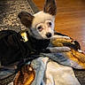 dog, small_dog, pet, costume, black_clothing, blanket, wooden_floor, rug, indoor, ears, fur, looking_at_camera, curious, animal, cute, domestic_animal, laying_down, floor, cozy, home