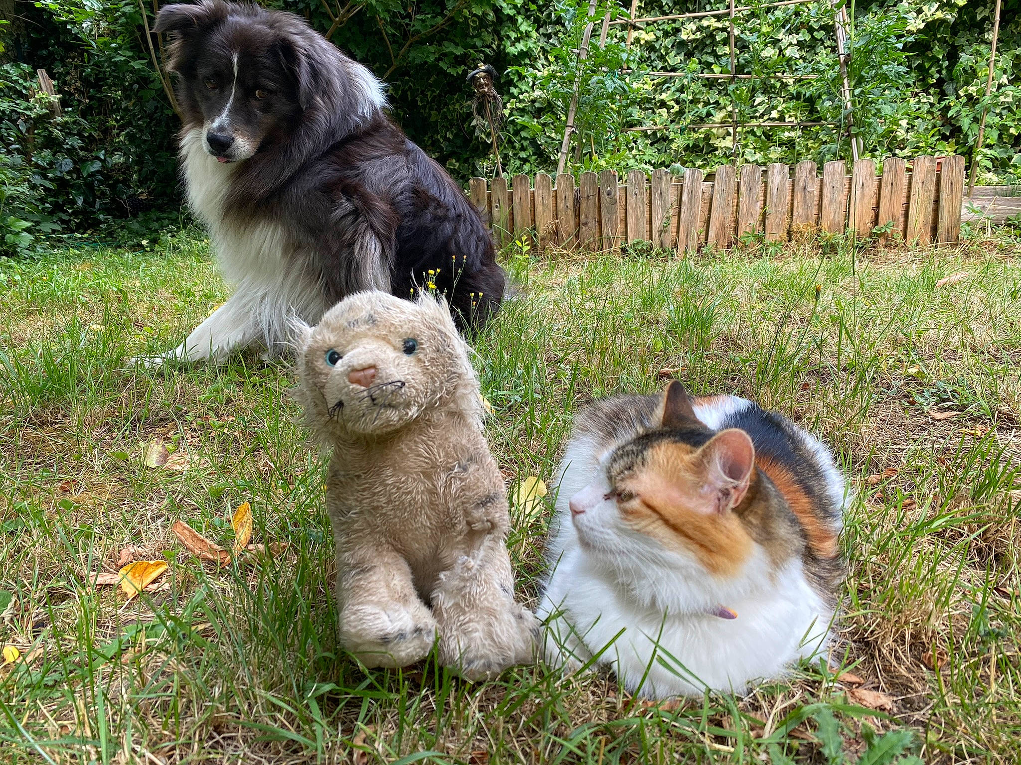 Jeep participe au concours pour gagner de l'argent avec cette photo : art, canidae, carnivore, cat, companion_dog, dog, dog_breed, felidae, fence, fur, garden, grass, home_fencing, plant, sporting_group, terrestrial_animal, toy, tree, vertebrate, whiskers