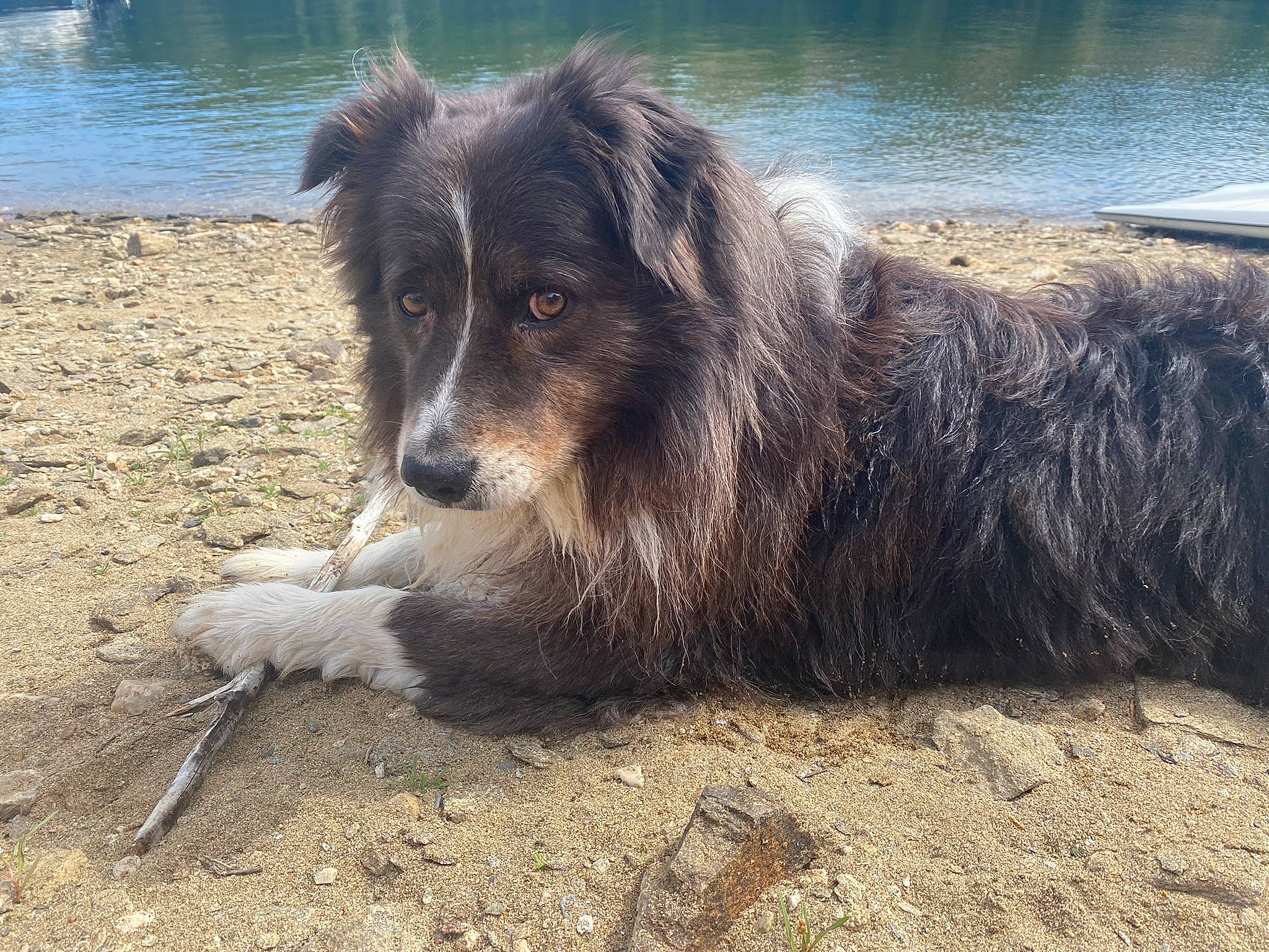 Jeep participe au concours pour gagner de l'argent avec cette photo : carnivore, companion_dog, dog, dog_breed, herding_dog, lake, snout, soil, sporting_group, terrestrial_animal, water, working_dog
