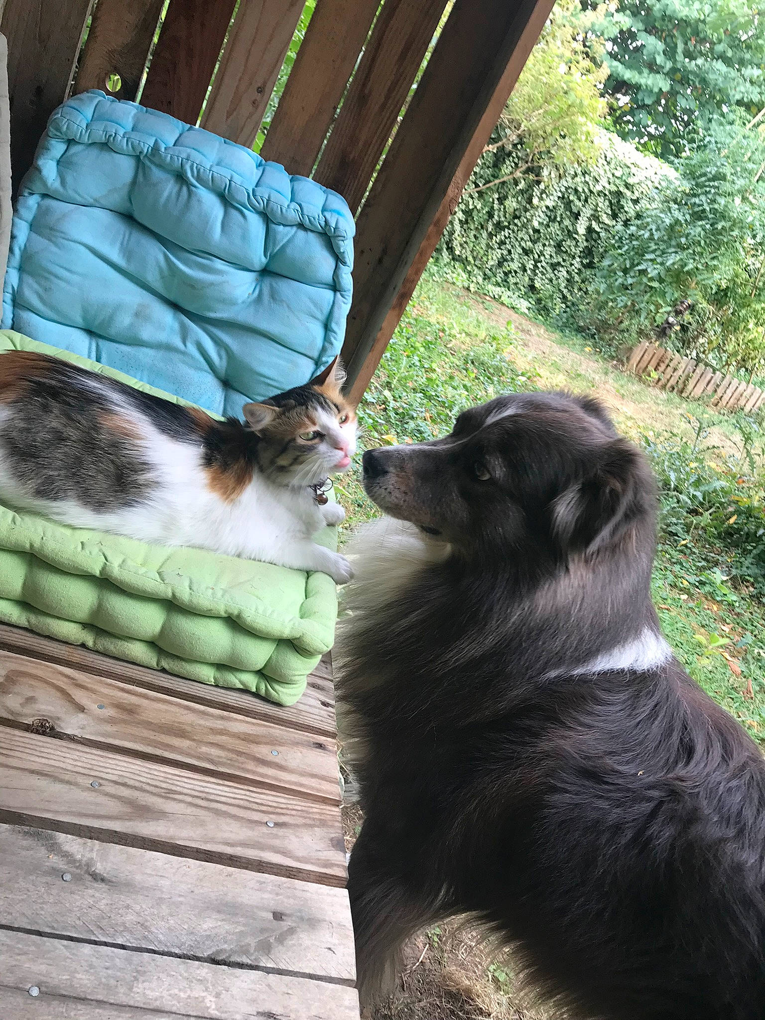 Jeep a rejoint le concours — aidez-le/la à gagner de superbes lots ! carnivore, cat, comfort, companion_dog, dog, dog_breed, domestic_short_haired_cat, felidae, fur, grass, green, mammal, outdoor_furniture, pet_supply, plant, small_to_medium_sized_cats, tail, tree, whiskers, wood