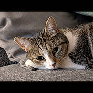 Shiva participe au concours pour gagner de l'argent avec cette photo : cat, tabby, pet, animal, feline, resting, cushion, gray, fur, whiskers, ears, closeup, indoor, relaxed, sleepy, paw, cute, domestic, mammal, portrait