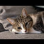 cat, tabby, pet, animal, feline, resting, cushion, gray, fur, whiskers, ears, closeup, indoor, relaxed, sleepy, paw, cute, domestic, mammal, portrait