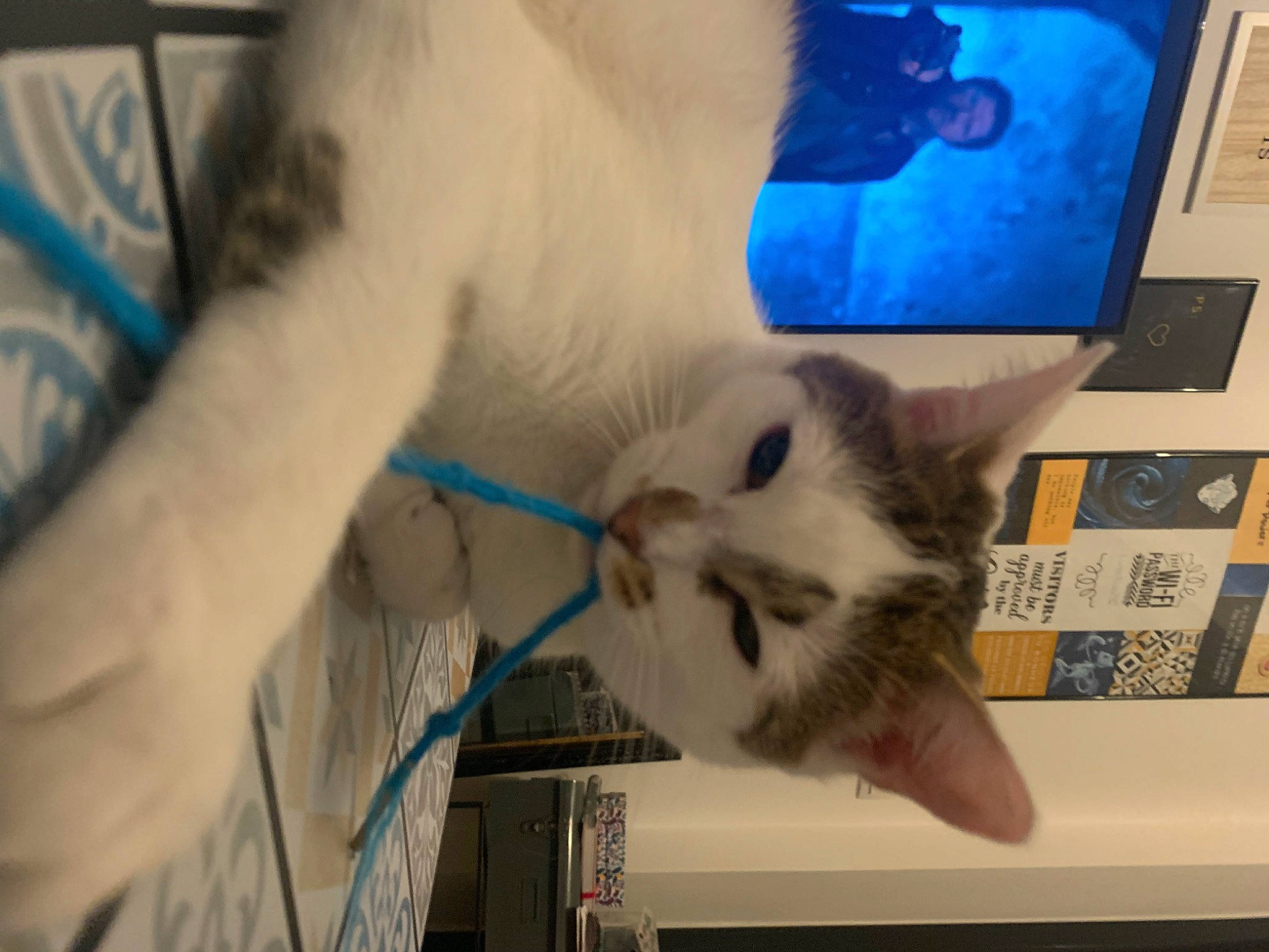 Mew participe au concours pour gagner de l'argent avec cette photo : carnivore, cat, claw, domestic_short_haired_cat, fawn, felidae, fur, gesture, paw, room, small_to_medium_sized_cats, snout, tail, thai, whiskers