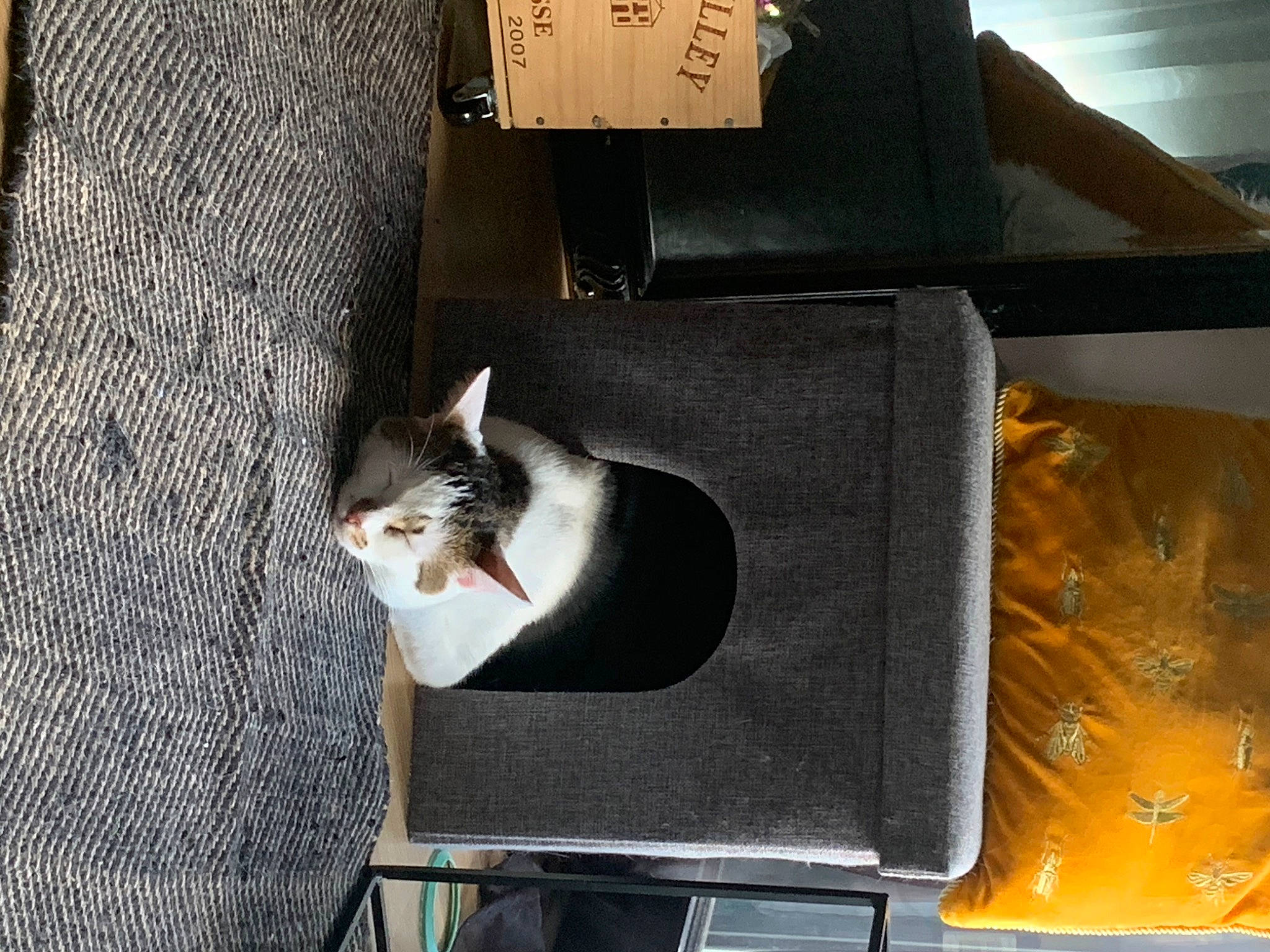 Mew a rejoint le concours — aidez-le/la à gagner de superbes lots ! box, cardboard, carnivore, cat, cat_supply, chair, domestic_short_haired_cat, felidae, fur, hardwood, metal, packaging_and_labeling, pet_supply, plywood, rectangle, room, small_to_medium_sized_cats, tail, whiskers, wood