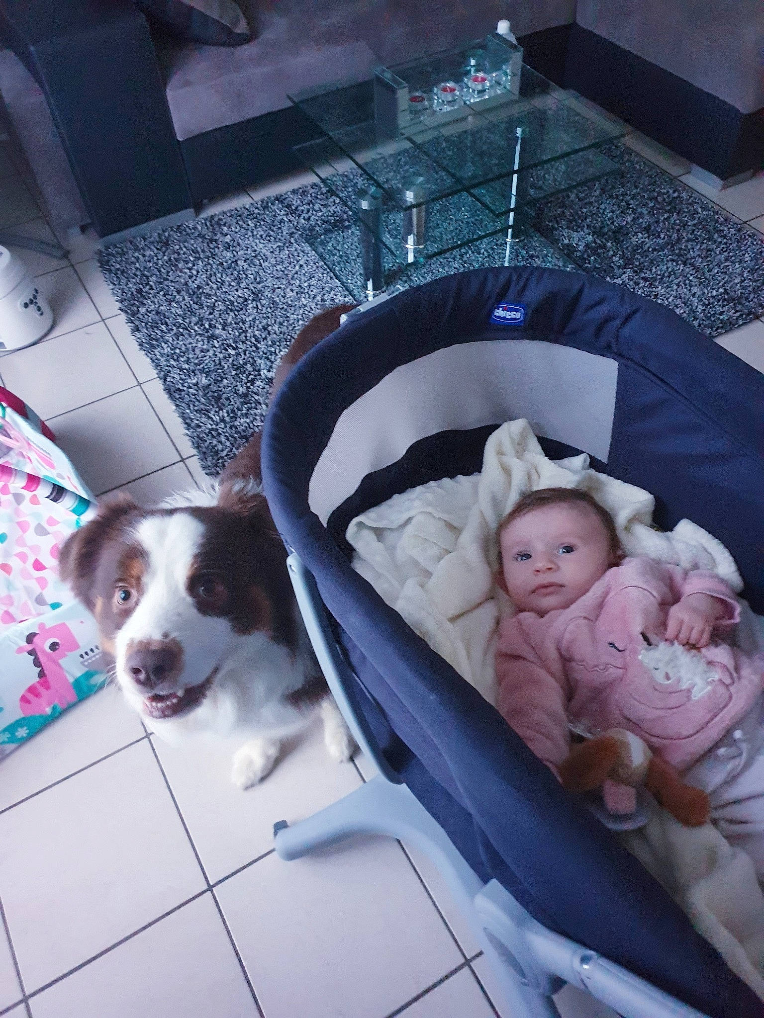 Valentina a rejoint le concours — aidez-le/la à gagner de superbes lots ! baby, baby_carriage, baby_products, baby_safety, baby_toddler_clothing, canidae, carnivore, comfort, companion_dog, dog, dog_breed, dog_supply, fur, infant_bed, lap, person, pet_supply, room, spaniel, sporting_group
